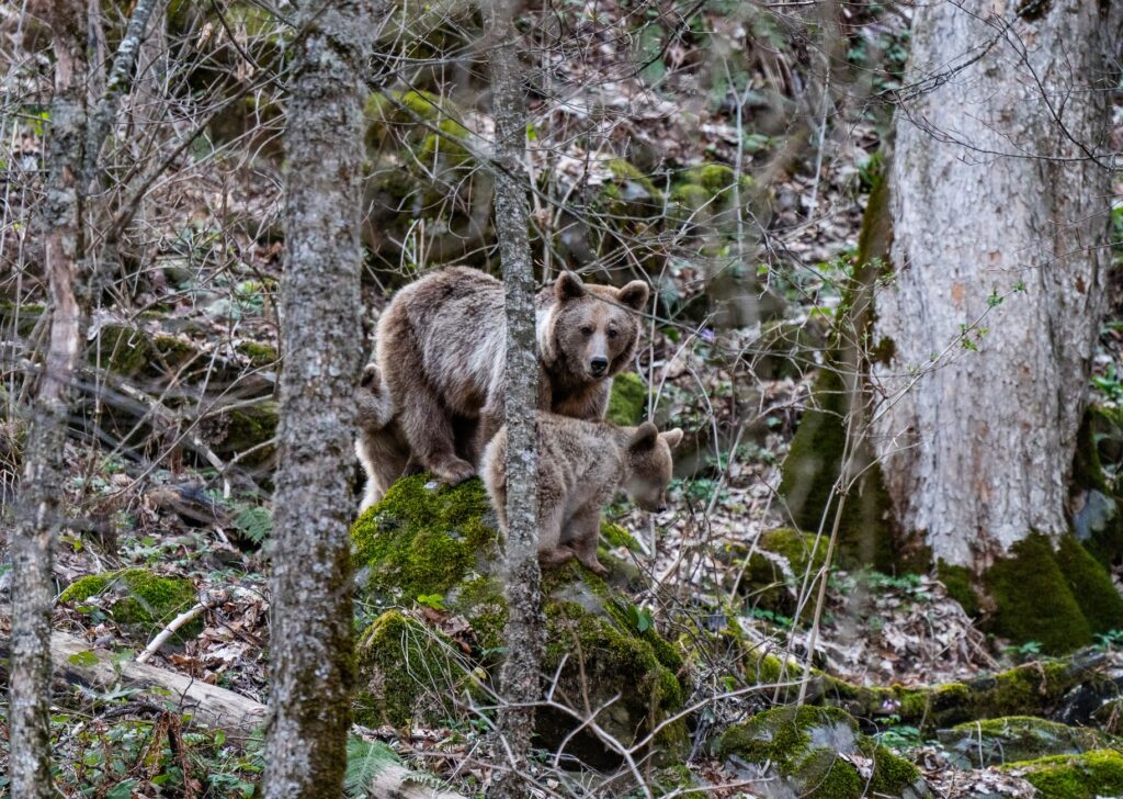 Hororová túra v Tatrách: medvedica s mláďatami prekvapila turistov, zasahovali horskí záchranári