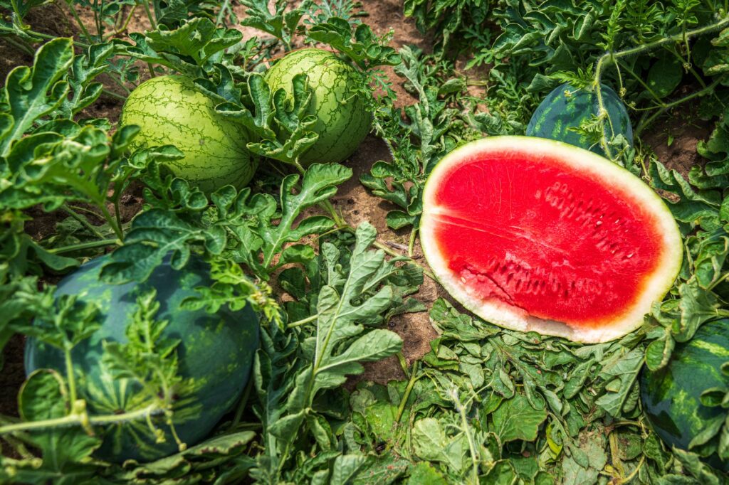 Ako vybrať dokonalý melón? Pravidlo dvoch prstov vás môže prekvapiť