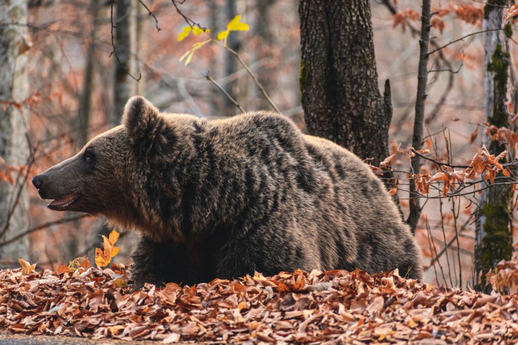 Fotograf medveďov: Na jediný záber čakám dva mesiace, uživiť sa je ťažké